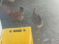 Chickens — 写真 3