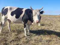Vacă, Russian Black pied cattle — foto 1