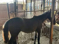 Faras dhaddig, Horses — sawirka 3