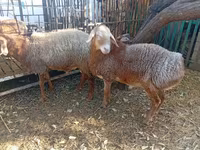 แกะตัวผู้, Hissar sheep — รูปภาพ 4