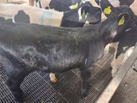 Krava, Russian Black pied cattle — foto 1