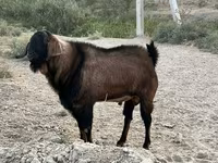 Caprone, Nubian Goat — foto 4