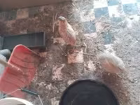 Quails — 照片 1
