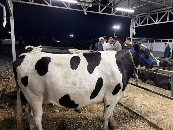Kuh, Holstein-Rasse
