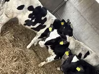 Dibi, Russian Black pied cattle — sawirka 7