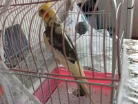 Nimfa (cockatiel) tutuquşu və qəfəs dəsti - Növ: Nimfa (cockatiel) – — الصورة 1