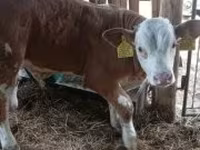 Býk, Simmental cattle — foto 6