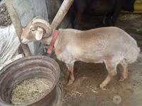 मेढ़ा, भेड़ — फ़ोटो 4