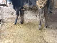 Býk, Russian Black pied cattle — foto 2