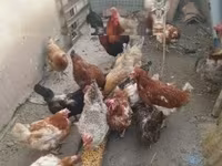 Chickens — fotografija 4