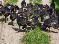 Turkeys — 3-сурет