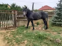 Pastuv, Lipizzaner — fotografija 2