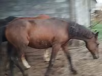 Horse (M), Horse breed — photo 8