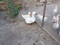 Chickens — foto 5