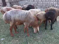 Baran, Edilbay sheep — zdjęcie 3