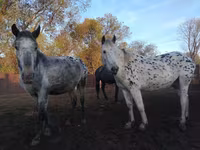 Iapă, Appaloosa — foto 4
