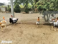 Chickens — รูปภาพ 4