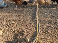 Chickens — foto 2
