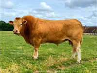 گاو نر, گاو لیموزین — عکس 6