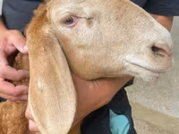 Bagge, Arashan sheep — foto 1