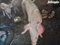 Babi betina, Pigs — foto 7