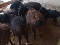 Widder, Jaidara sheep — Foto 2
