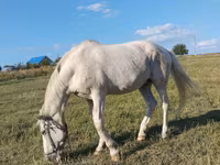 مادیان, اسب — عکس 2