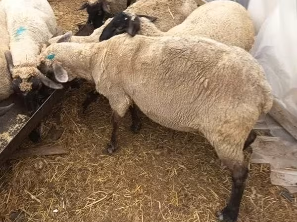 Sheep, Sheep — Hungary