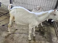 بز نر, بز — عکس 5