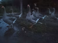 Geese — sawirka 1