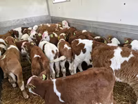 ВРХ (партія, стать не вказано), Simmental cattle — фото 1