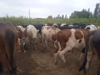 황소, Simmental cattle — 사진 1
