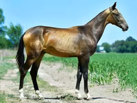 수말, Akhal-Teke — 사진 5