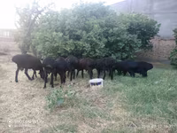 Kambing jantan, Sheep — foto 3
