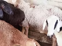 Ido, Sheep — sawirka 4