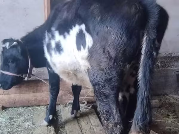 Mucca, Russian Black pied cattle
