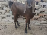 Ziege, Najdi goat — Foto 1