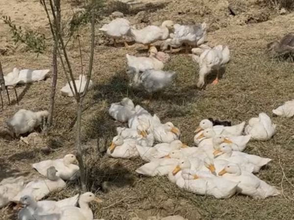 Ducks — Azerbaijan
