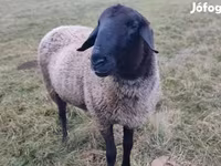 Bélier, Tsigai sheep — photo 1
