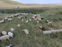 Хонь, Balbas sheep — 4 зураг