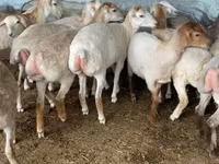 Sheep, Sheep — photo 1