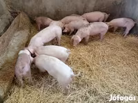 Säue, Schweine — Foto 3