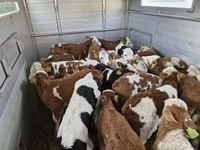 Bulle, Simmental cattle — Foto 2
