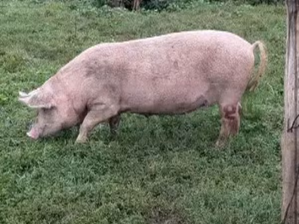 Locha, Świnie