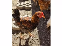 Chickens — foto 1