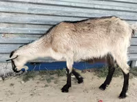 Ziege, Alpine goat — Foto 3