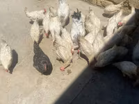 لگهورن — عکس 3