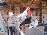 Chickens — fotografija 1