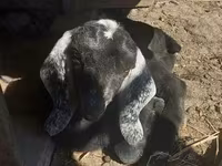 Ri’ dhaddig, Nubian Goat — sawirka 4