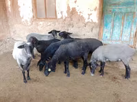 Овца, Romanov sheep — снимка 7